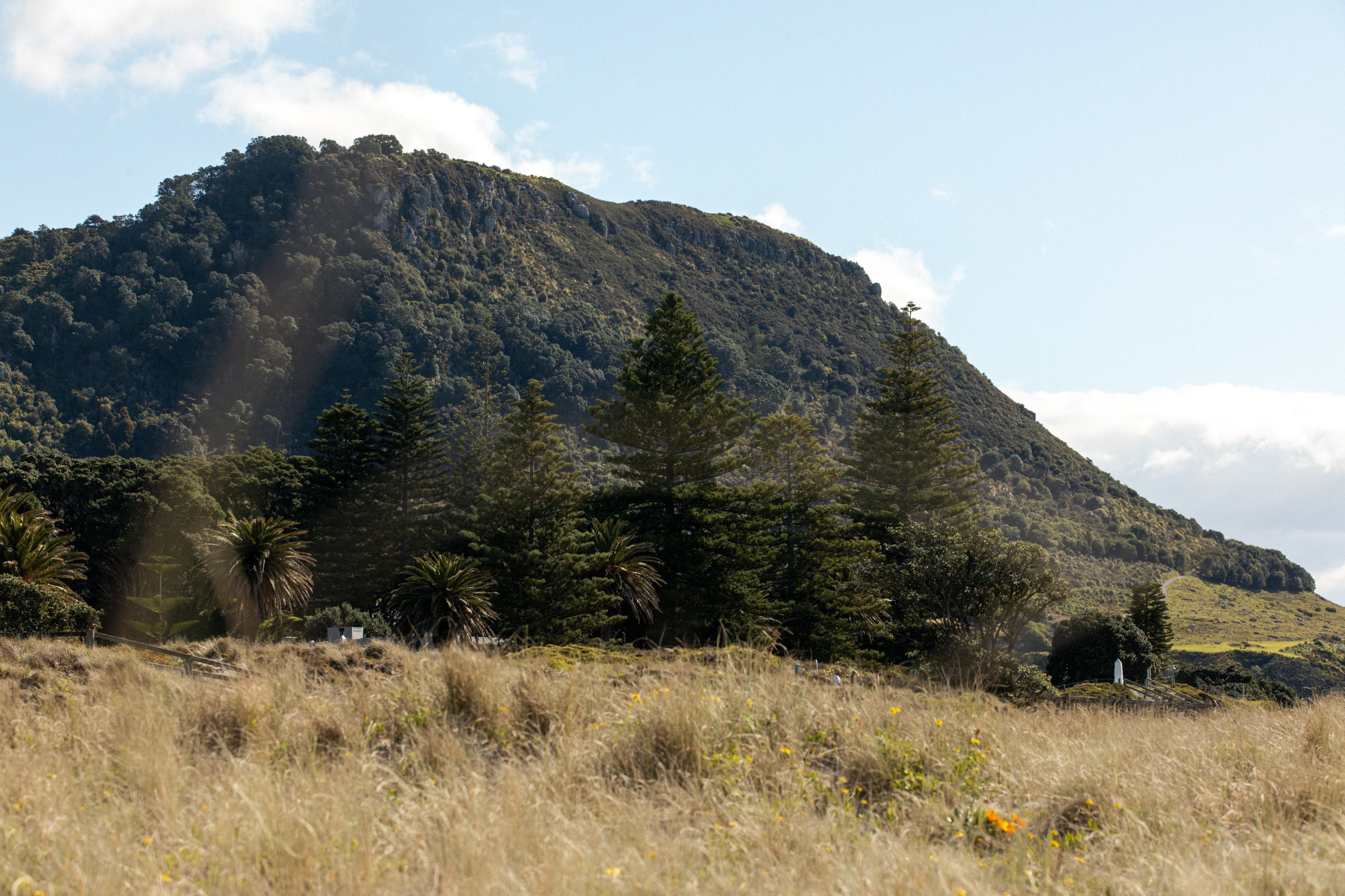 Bush-clad coastal headland behind Norfolk pines and golden grass, Bay of Plenty