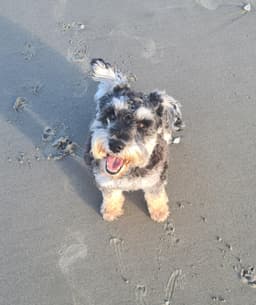 Louie, the office pooch