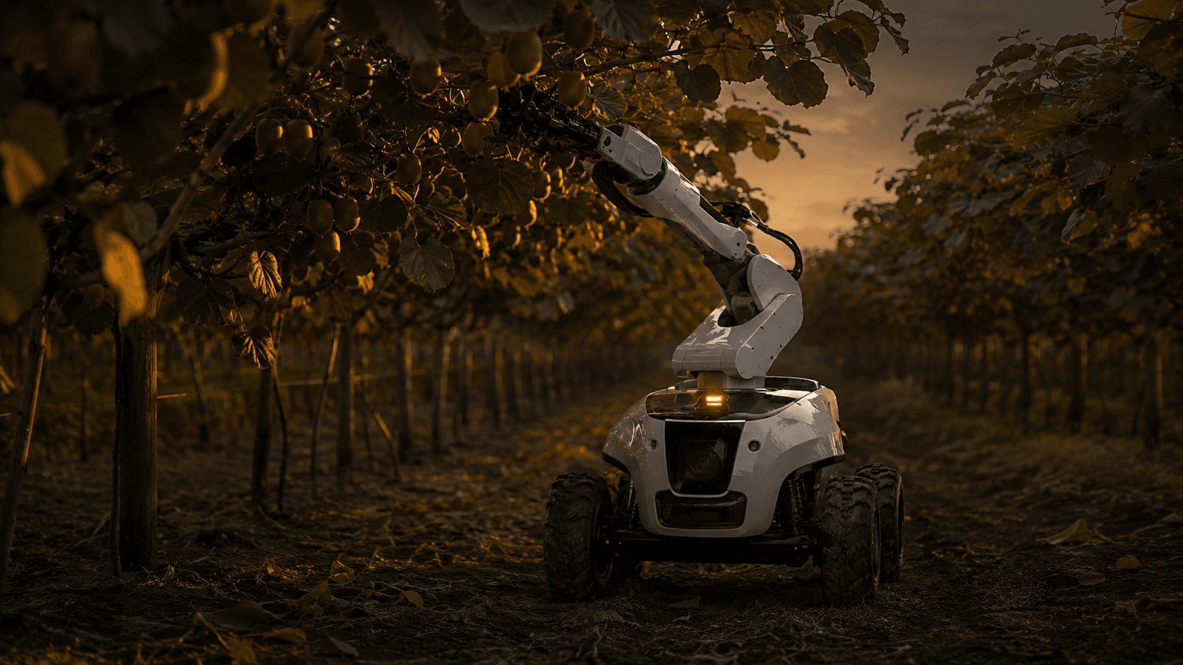 Autonomous harvesting robot reaching into vines at dusk