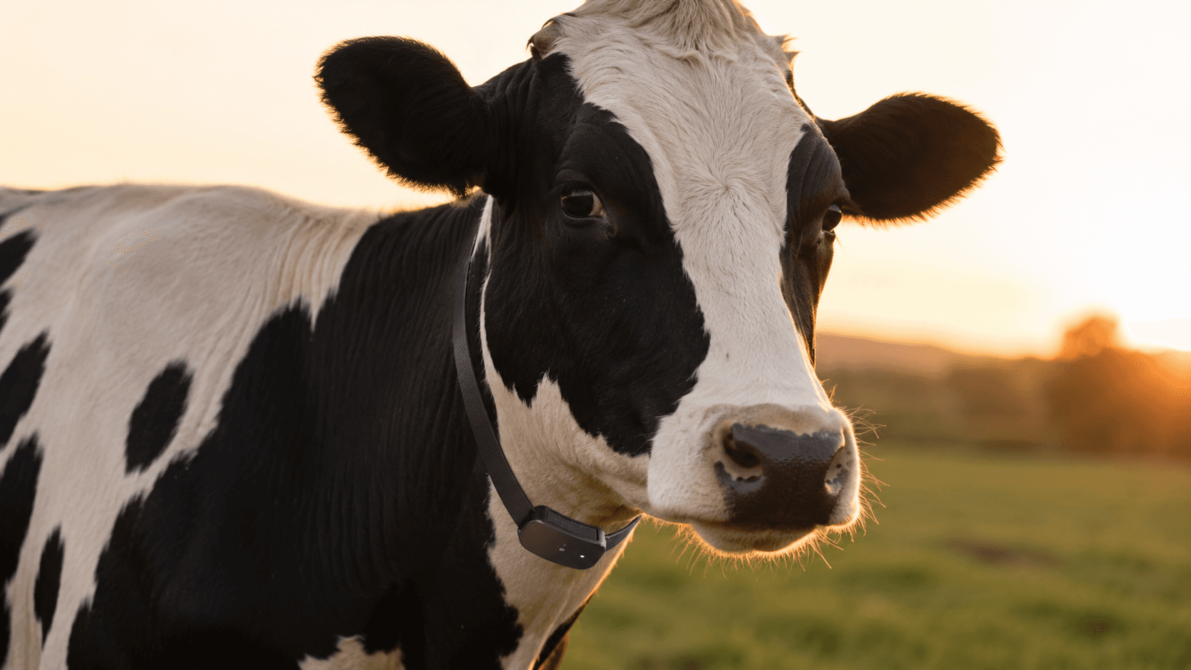 Remote Livestock Health Monitoring