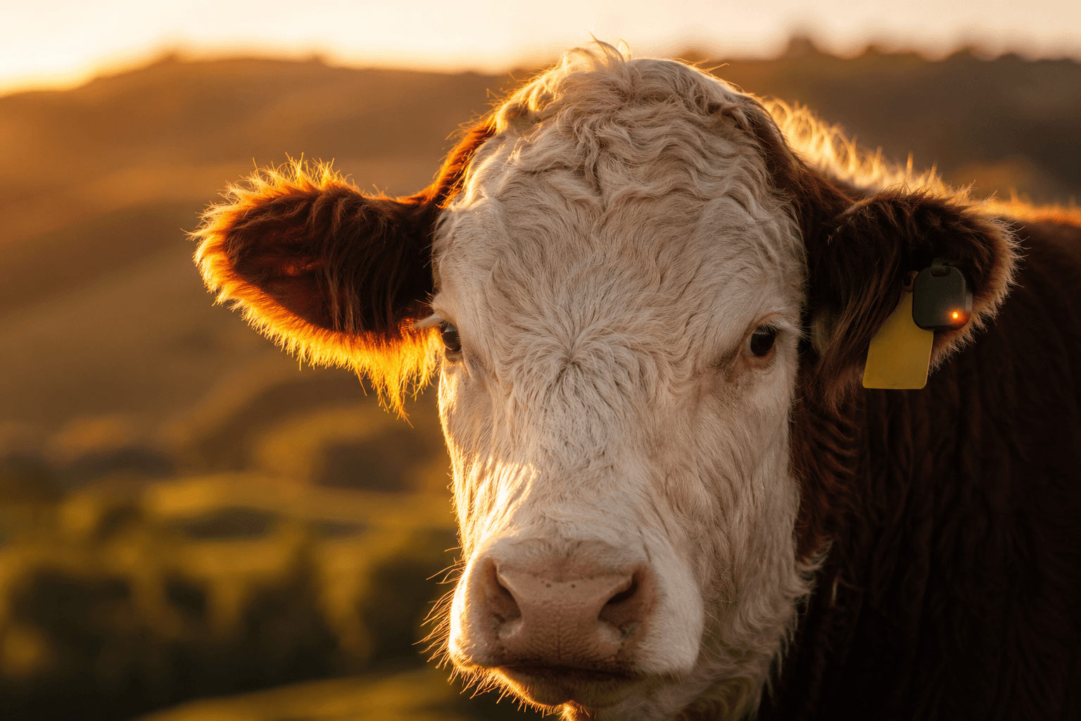 Remote Livestock Health Monitoring