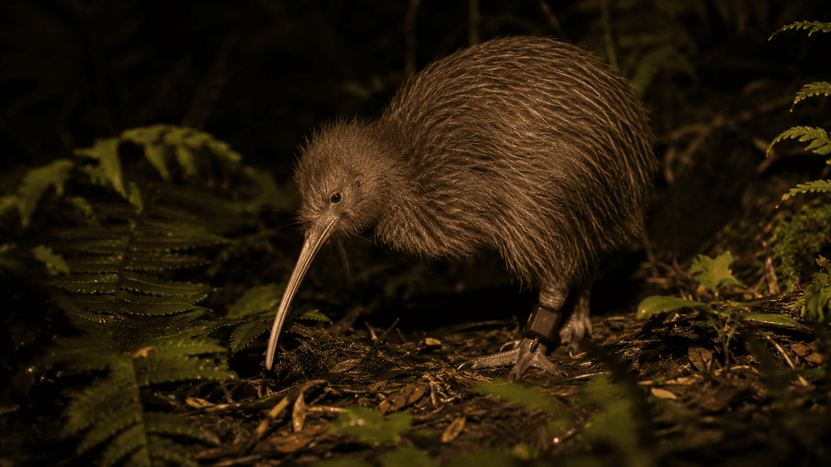 Kiwi foraging at night with a leg-mounted transmitter