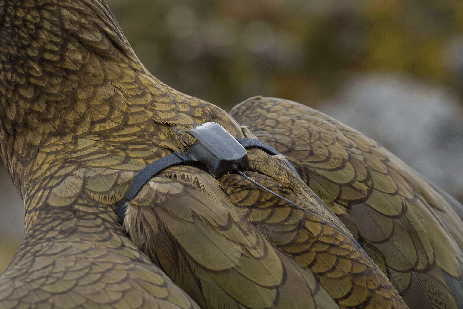 Close-up of a lightweight backpack harness fitted to a kea