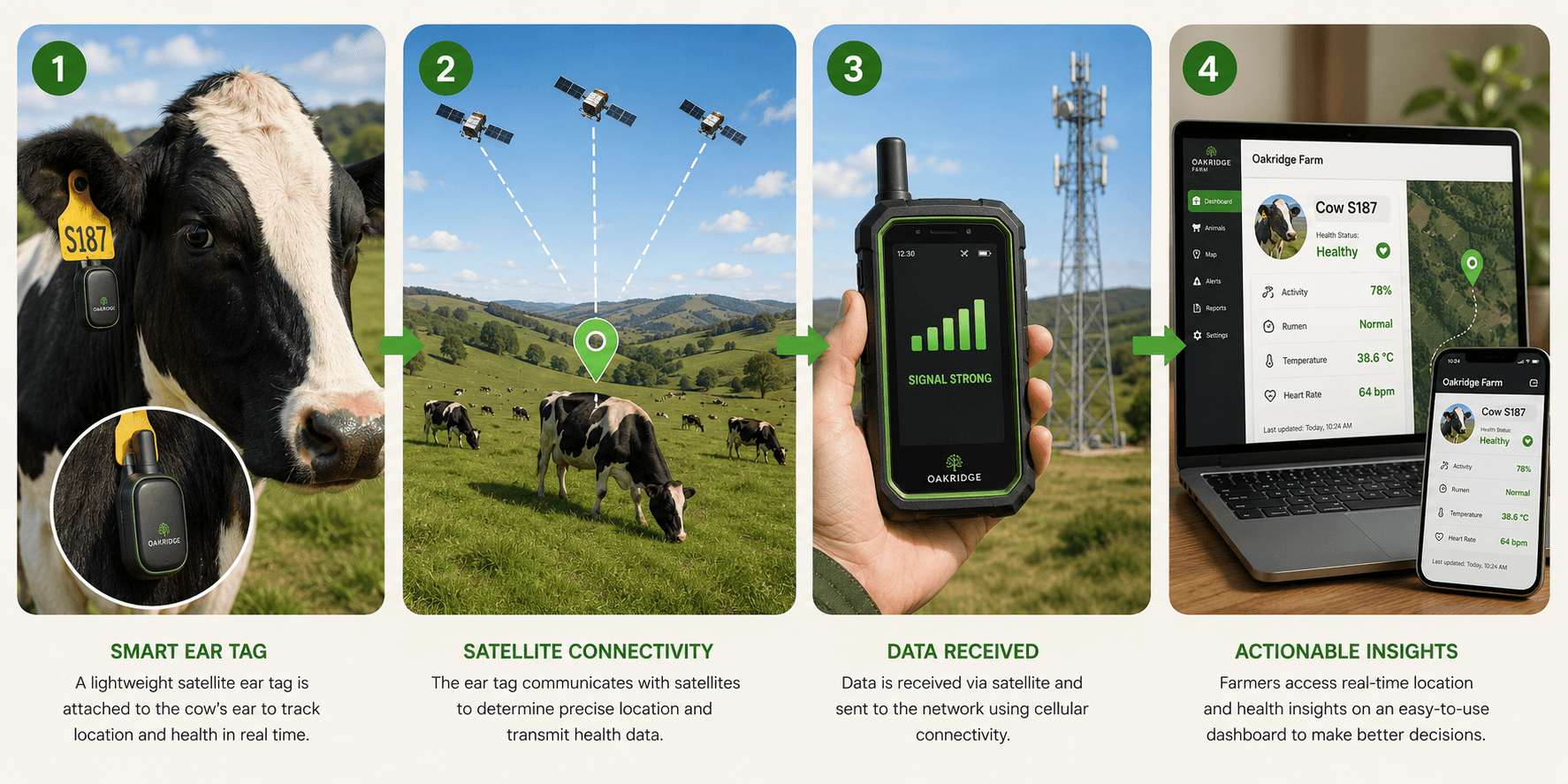 How remote livestock health monitoring works, step by step