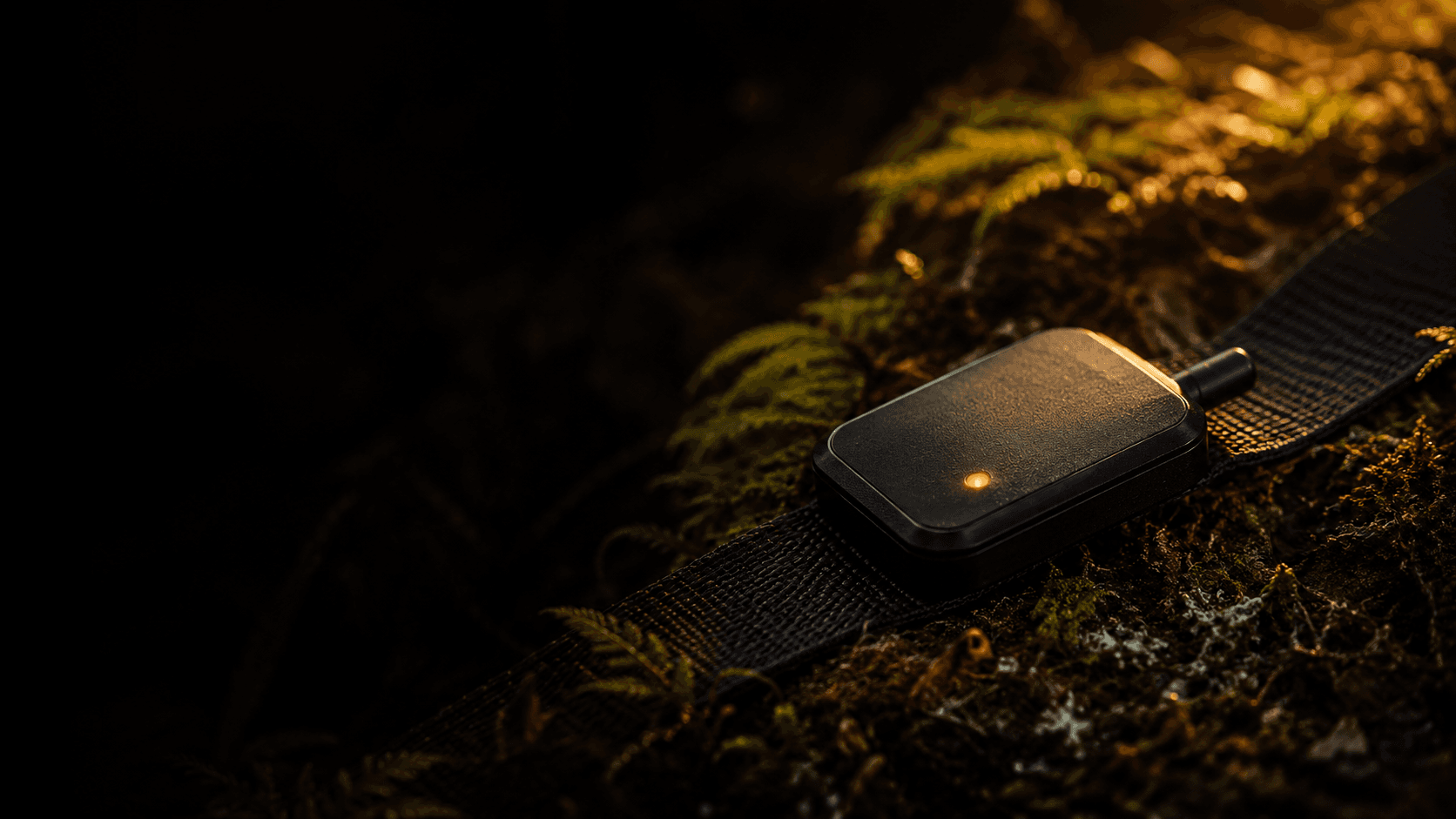 A rugged matte-black self-powered wildlife tracker on a webbing collar, resting on the bush floor at dusk